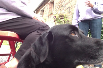 Through a dog's eye...