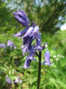 Bluebell walk